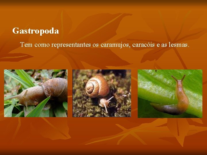 Gastropoda Tem como representantes os caramujos, caracóis e as lesmas. 