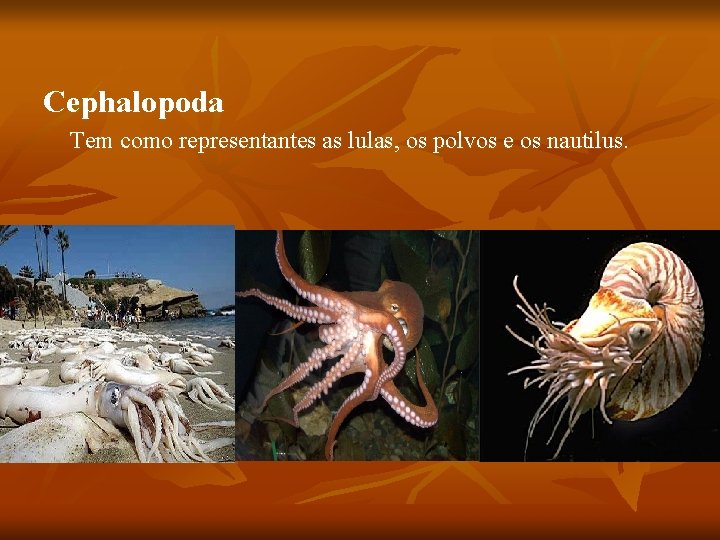 Cephalopoda Tem como representantes as lulas, os polvos e os nautilus. 