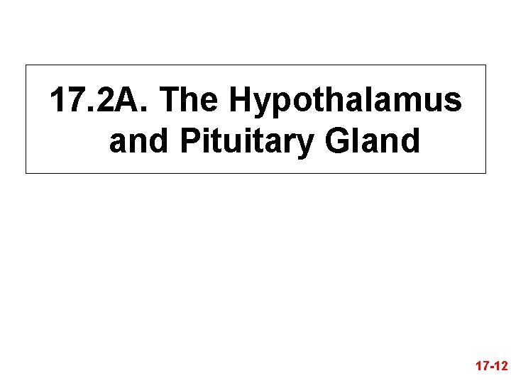 17. 2 A. The Hypothalamus and Pituitary Gland 17 -12 