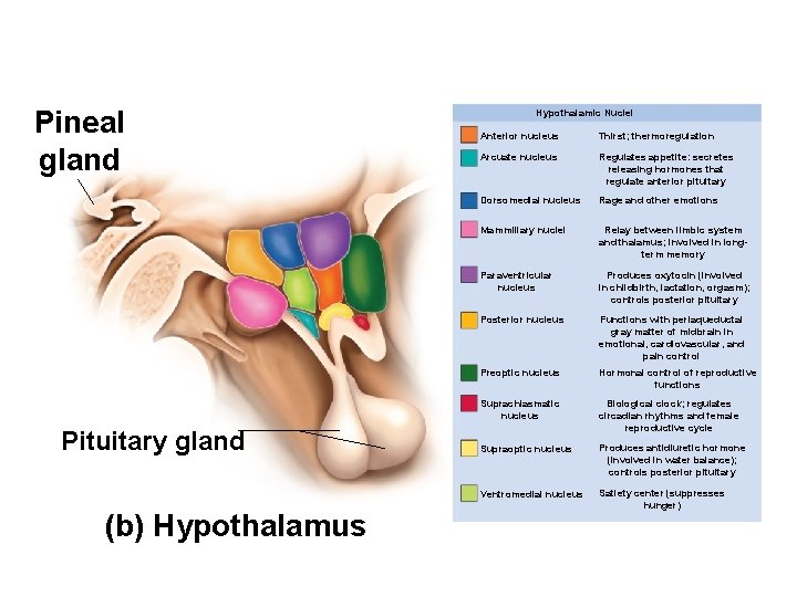 Pineal gland Pituitary gland (b) Hypothalamus Hypothalamic Nuclei Anterior nucleus Thirst; thermoregulation Arcuate nucleus