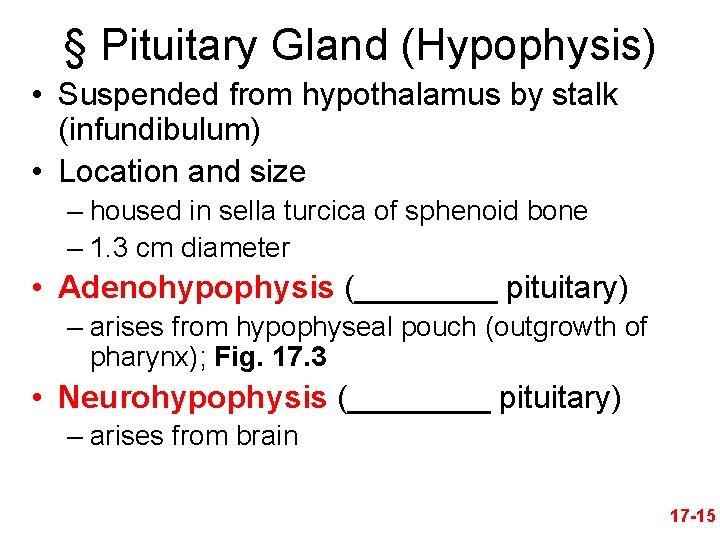 § Pituitary Gland (Hypophysis) • Suspended from hypothalamus by stalk (infundibulum) • Location and