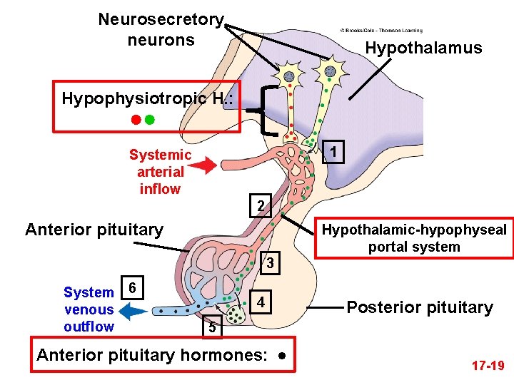 Neurosecretory neurons Hypothalamus Hypophysiotropic H. : ●● 1 Systemic arterial inflow 2 Anterior pituitary