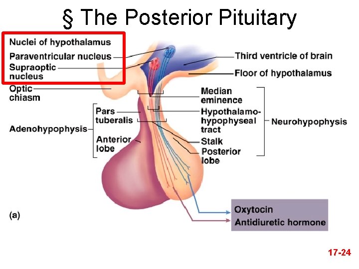 § The Posterior Pituitary 17 -24 