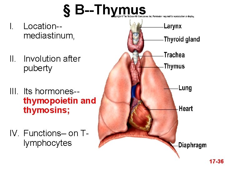 § B--Thymus I. Location-mediastinum, II. Involution after puberty III. Its hormones-thymopoietin and thymosins; IV.