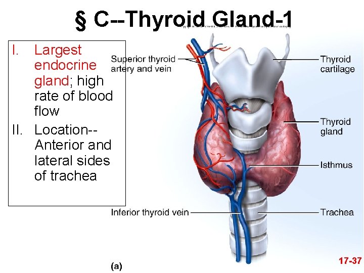 § C--Thyroid Gland-1 I. Largest endocrine gland; high rate of blood flow II. Location-Anterior