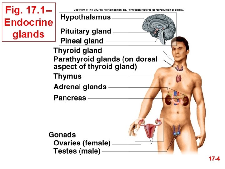 Fig. 17. 1 -Endocrine glands 17 -4 