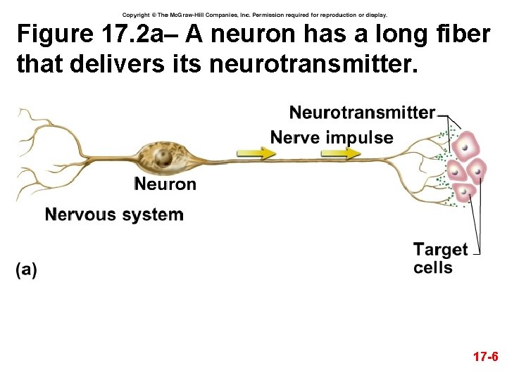 Figure 17. 2 a– A neuron has a long fiber that delivers its neurotransmitter.