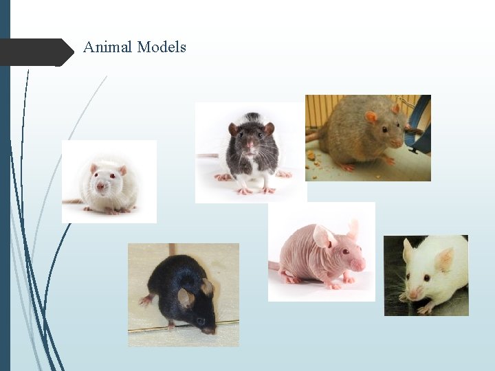 Animal Models 