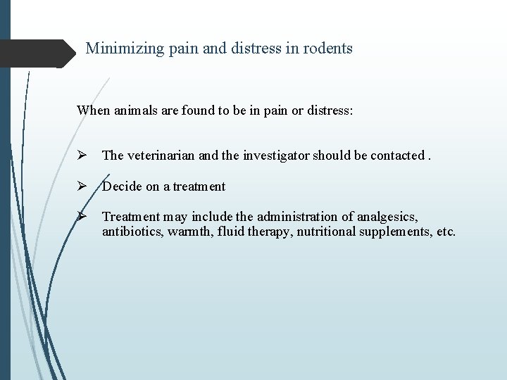 Minimizing pain and distress in rodents When animals are found to be in pain