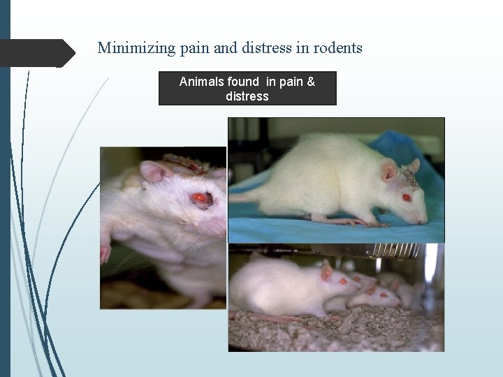 Minimizing pain and distress in rodents Animals found in pain & distress 