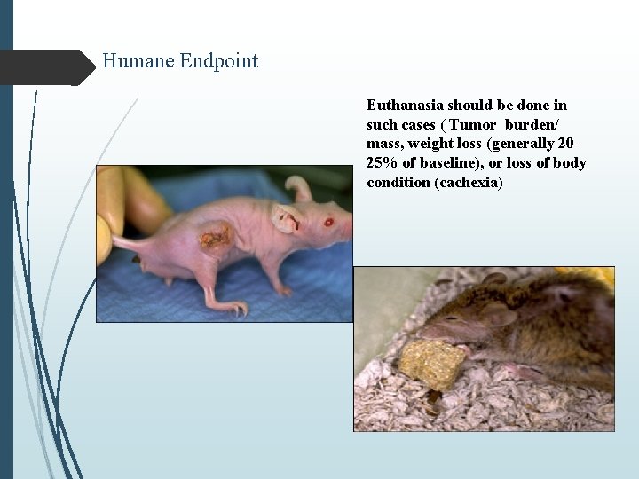 Humane Endpoint Euthanasia should be done in such cases ( Tumor burden/ mass, weight