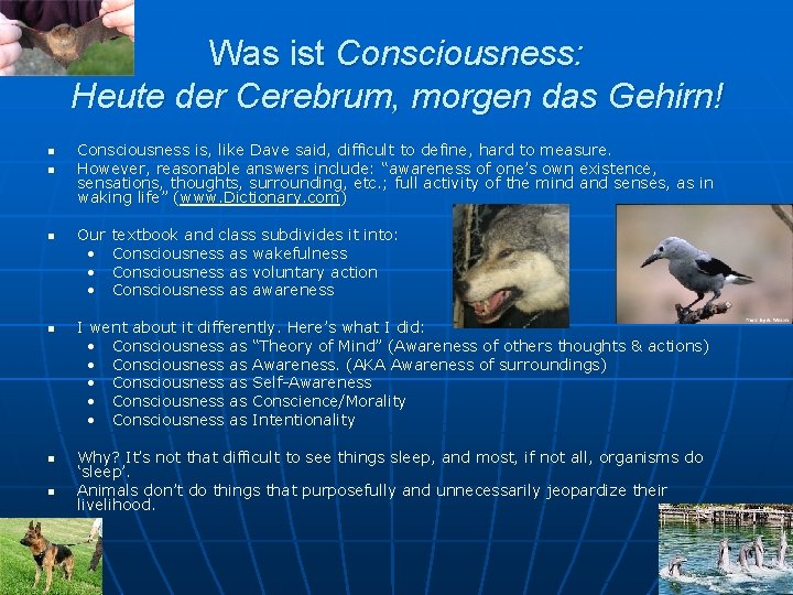 Was ist Consciousness: Heute der Cerebrum, morgen das Gehirn! n n n Consciousness is,