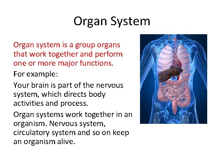 Group Organs Chapter 10 Cells and Life Process Lesson 1