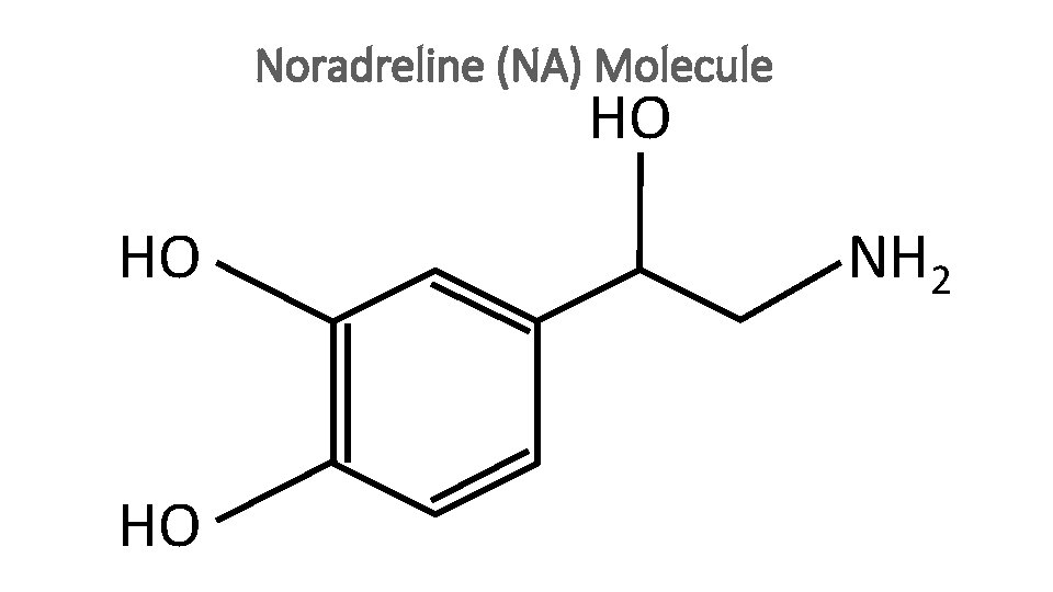 HO Noradreline (NA) Molecule HO NH 2 HO HO HO NH 2 H HO