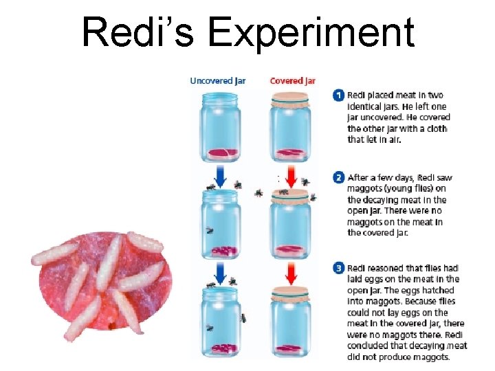 Redi’s Experiment Redi’s Experiment