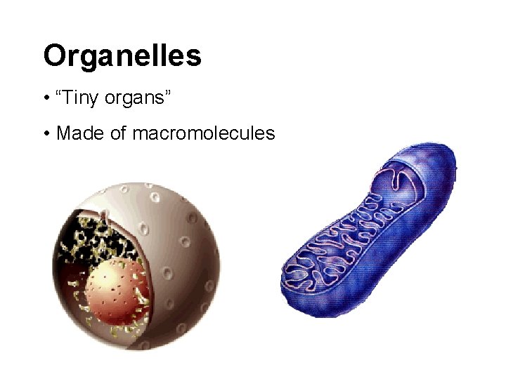 Organelles • “Tiny organs” • Made of macromolecules Organelles • “Tiny organs” • Made of macromolecules