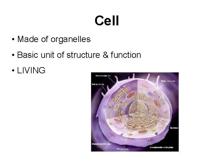 Cell • Made of organelles • Basic unit of structure & function • LIVING