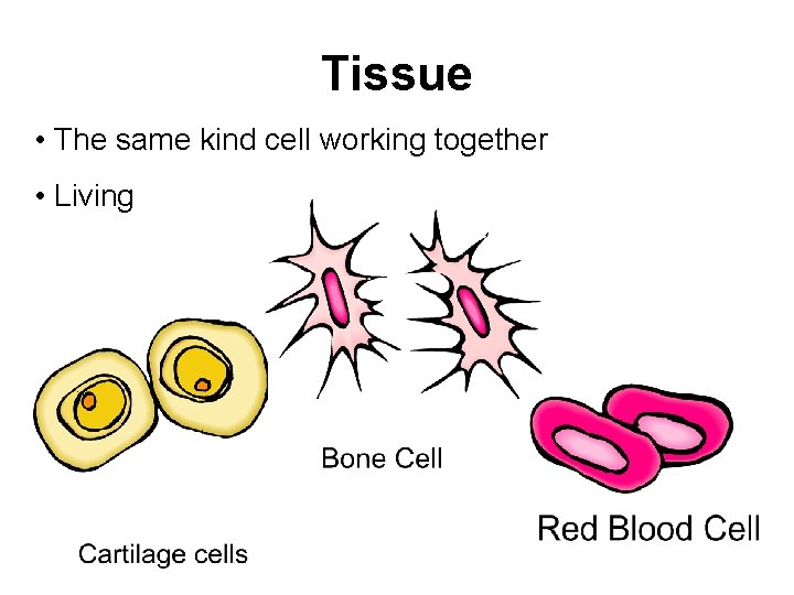 Tissue • The same kind cell working together • Living 