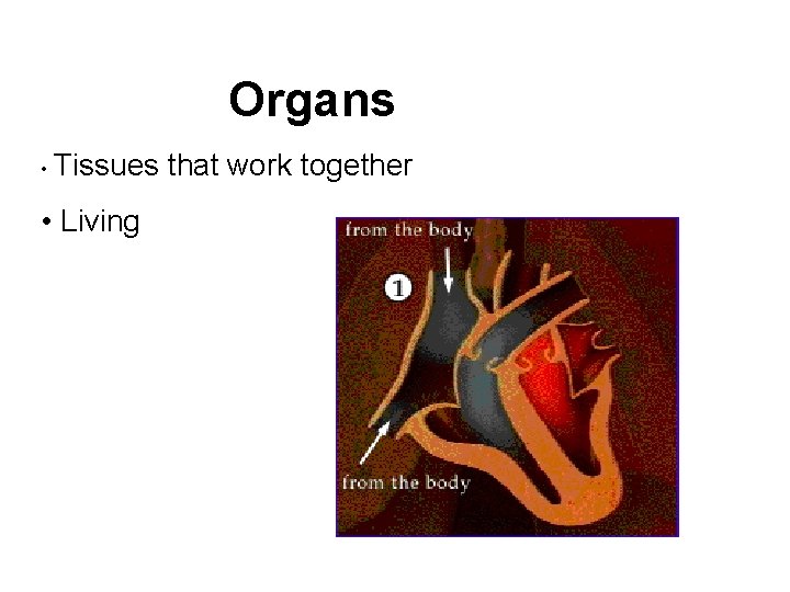 Organs • Tissues • Living that work together 