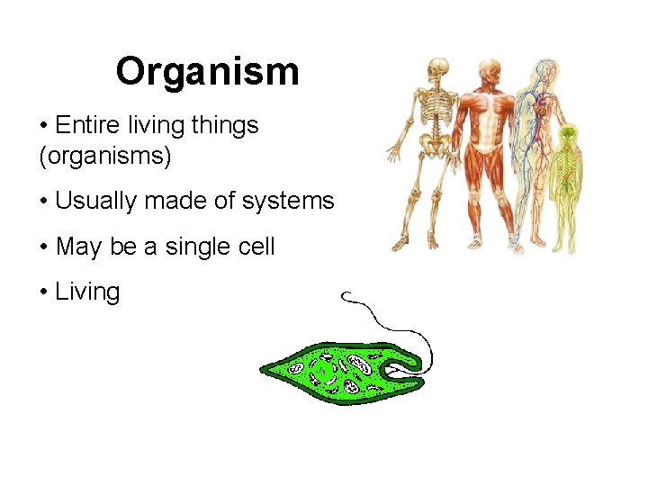 Organism • Entire living things (organisms) • Usually made of systems • May be