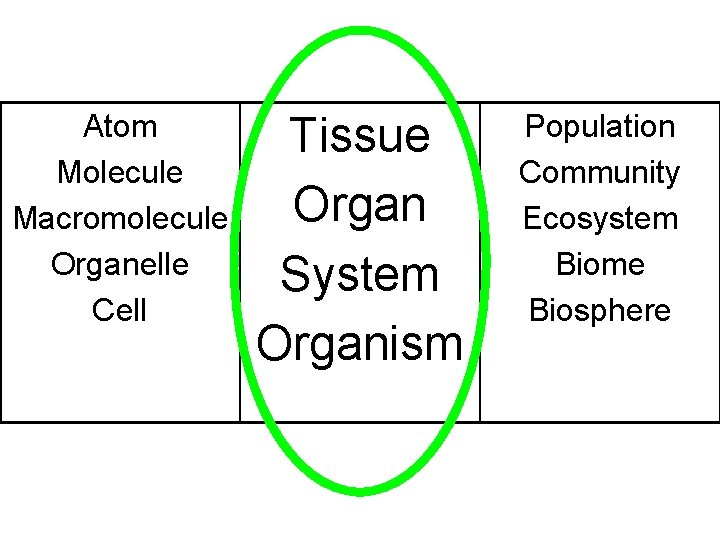 Atom Molecule Macromolecule Organelle Cell Tissue Organ System Organism Population Community Ecosystem Biome Biosphere Atom Molecule Macromolecule Organelle Cell Tissue Organ System Organism Population Community Ecosystem Biome Biosphere