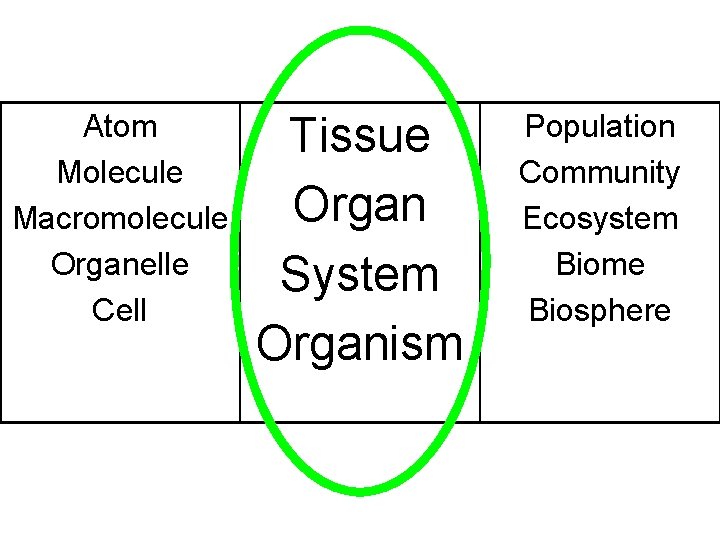 Atom Molecule Macromolecule Organelle Cell Tissue Organ System Organism Population Community Ecosystem Biome Biosphere