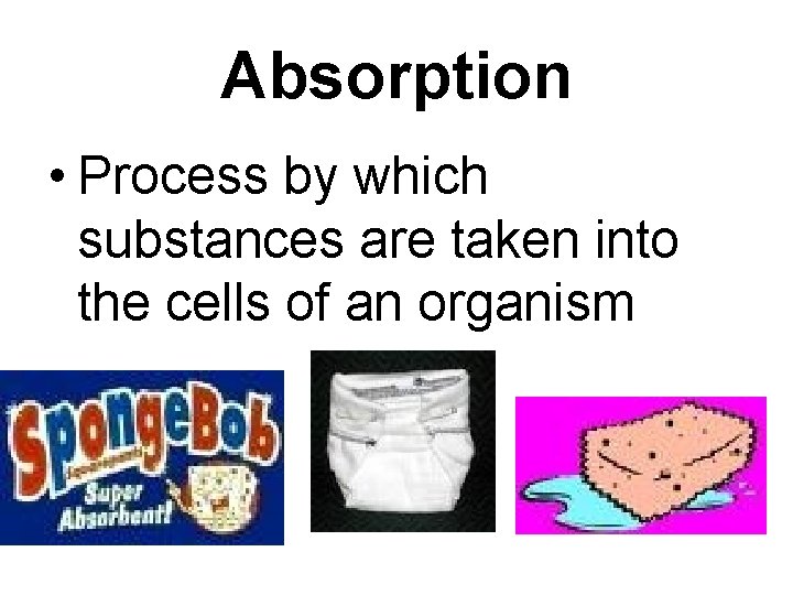 Absorption • Process by which substances are taken into the cells of an organism Absorption • Process by which substances are taken into the cells of an organism