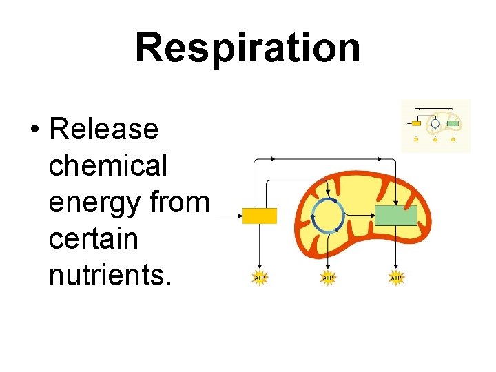 Respiration • Release chemical energy from certain nutrients. Respiration • Release chemical energy from certain nutrients.