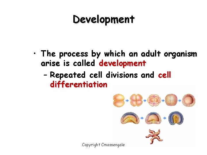 Development • The process by which an adult organism arise is called development –