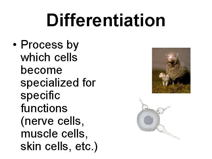 Differentiation • Process by which cells become specialized for specific functions (nerve cells, muscle