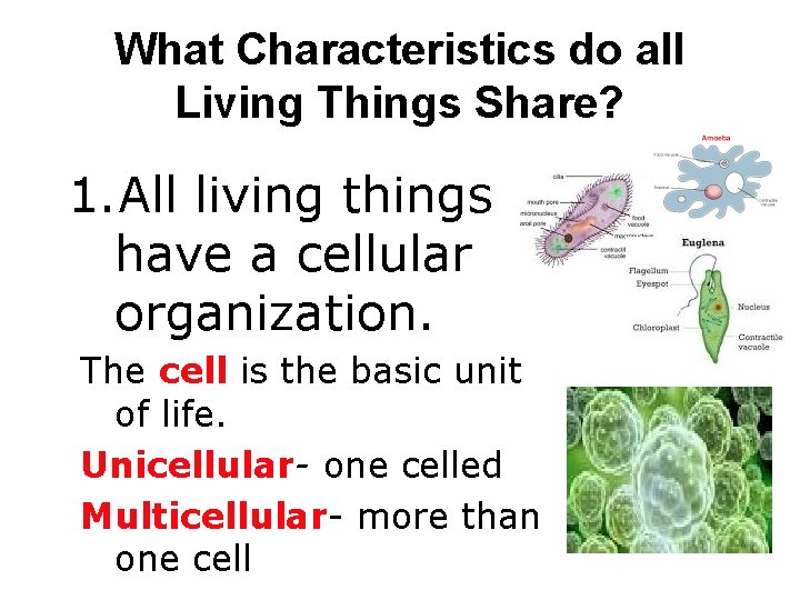 What Characteristics do all Living Things Share? 1. All living things have a cellular What Characteristics do all Living Things Share? 1. All living things have a cellular