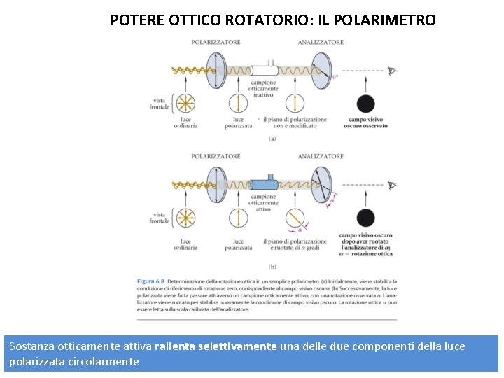 POTERE OTTICO ROTATORIO: IL POLARIMETRO Sostanza otticamente attiva rallenta selettivamente una delle due componenti