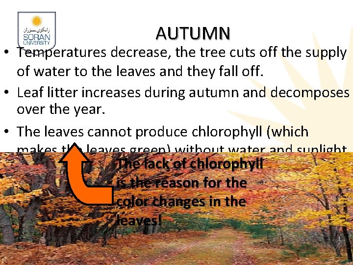 AUTUMN • Temperatures decrease, the tree cuts off the supply of water to the AUTUMN • Temperatures decrease, the tree cuts off the supply of water to the