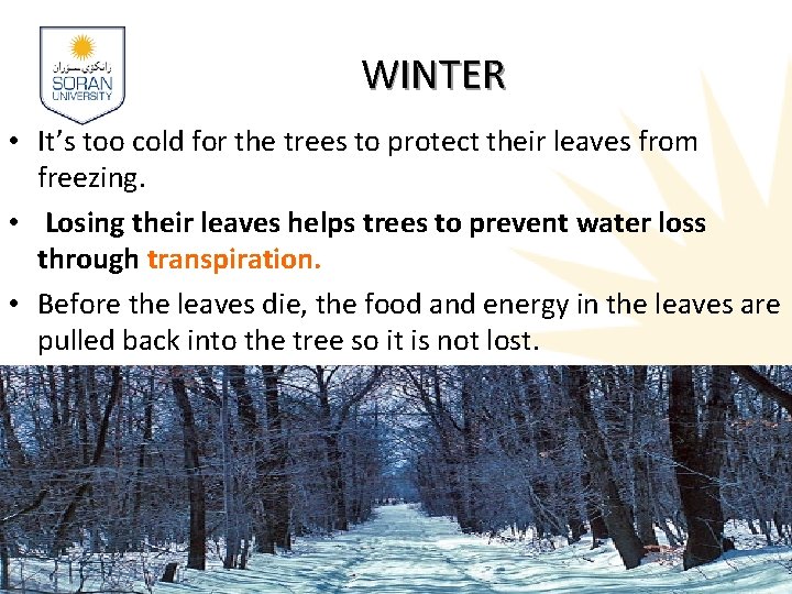 WINTER • It’s too cold for the trees to protect their leaves from freezing. WINTER • It’s too cold for the trees to protect their leaves from freezing.