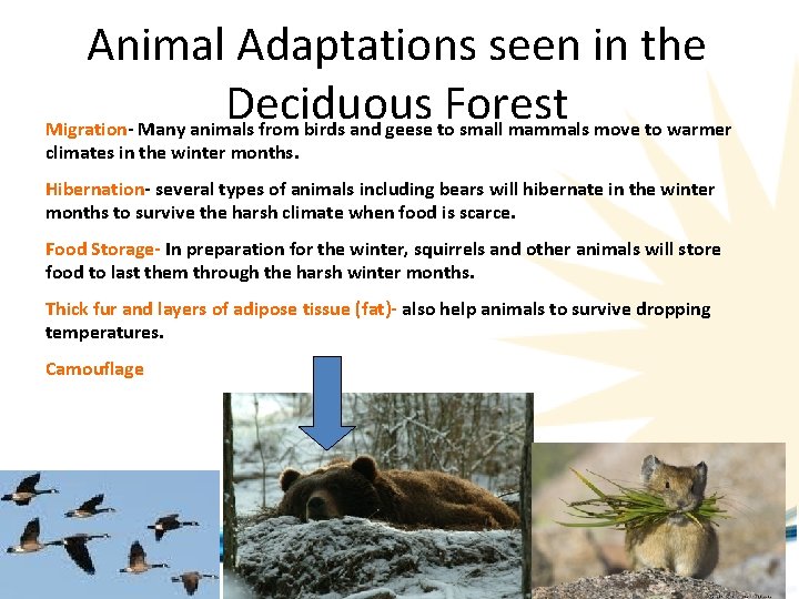 Animal Adaptations seen in the Deciduous Forest Migration- Many animals from birds and geese Animal Adaptations seen in the Deciduous Forest Migration- Many animals from birds and geese
