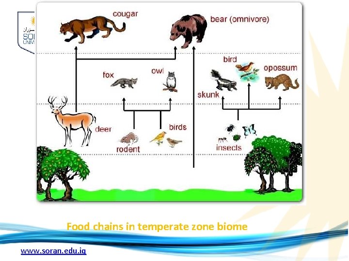 Food chains in temperate zone biome www. soran. edu. iq Food chains in temperate zone biome www. soran. edu. iq