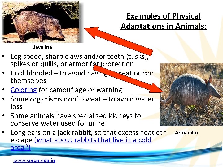 Examples of Physical Adaptations in Animals: Javelina • Leg speed, sharp claws and/or teeth Examples of Physical Adaptations in Animals: Javelina • Leg speed, sharp claws and/or teeth