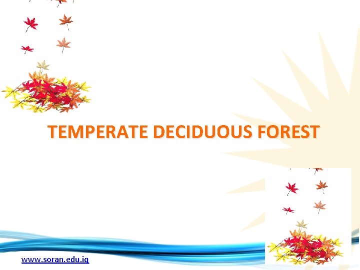 TEMPERATE DECIDUOUS FOREST www. soran. edu. iq TEMPERATE DECIDUOUS FOREST www. soran. edu. iq
