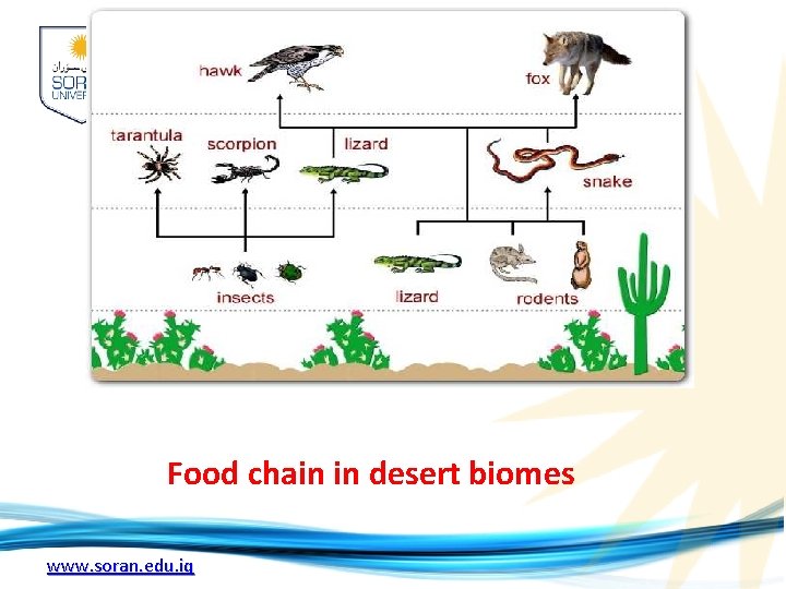 Food chain in desert biomes www. soran. edu. iq Food chain in desert biomes www. soran. edu. iq