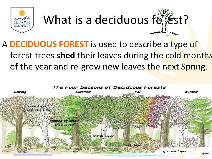 What is a deciduous forest? A DECIDUOUS FOREST is used to describe a type What is a deciduous forest? A DECIDUOUS FOREST is used to describe a type