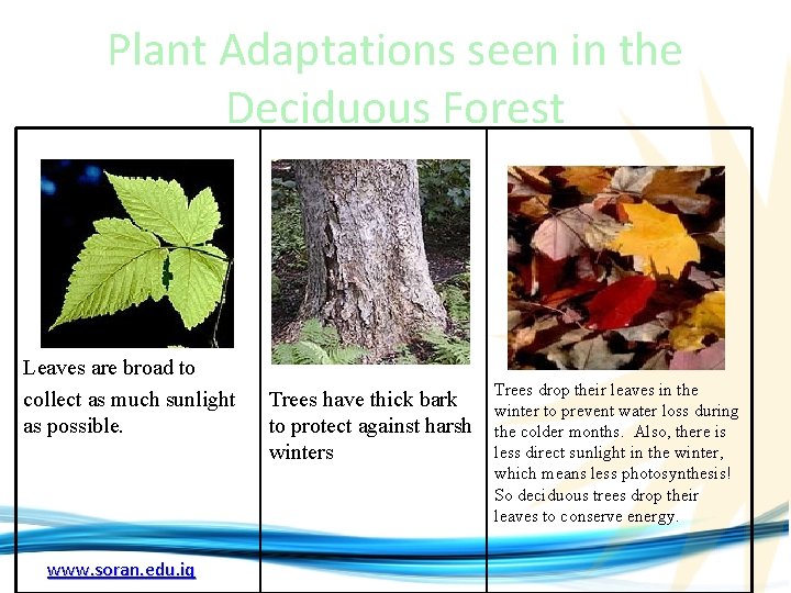 Plant Adaptations seen in the Deciduous Forest Leaves are broad to collect as much Plant Adaptations seen in the Deciduous Forest Leaves are broad to collect as much