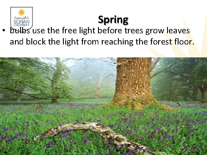 Spring • bulbs use the free light before trees grow leaves and block the Spring • bulbs use the free light before trees grow leaves and block the