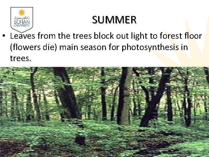 SUMMER • Leaves from the trees block out light to forest floor (flowers die) SUMMER • Leaves from the trees block out light to forest floor (flowers die)