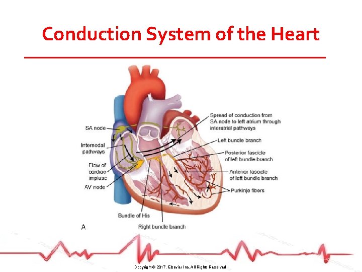 Conduction System of the Heart Copyright © 2017, Elsevier Inc. All Rights Reserved. 