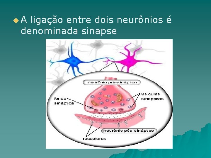 u. A ligação entre dois neurônios é denominada sinapse 
