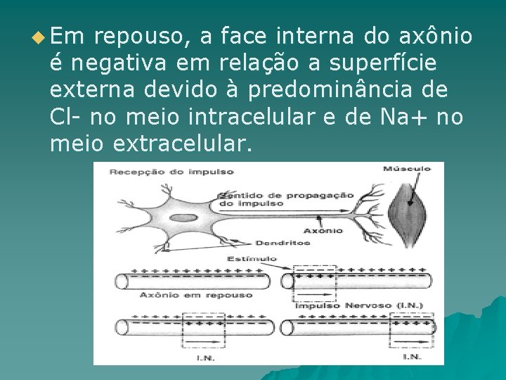 u Em repouso, a face interna do axônio é negativa em relação a superfície