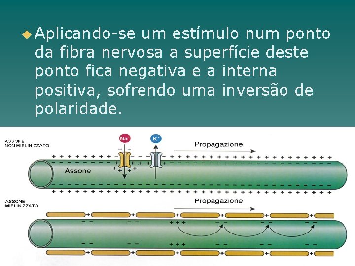 u Aplicando-se um estímulo num ponto da fibra nervosa a superfície deste ponto fica