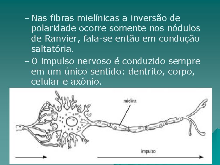 – Nas fibras mielínicas a inversão de polaridade ocorre somente nos nódulos de Ranvier,