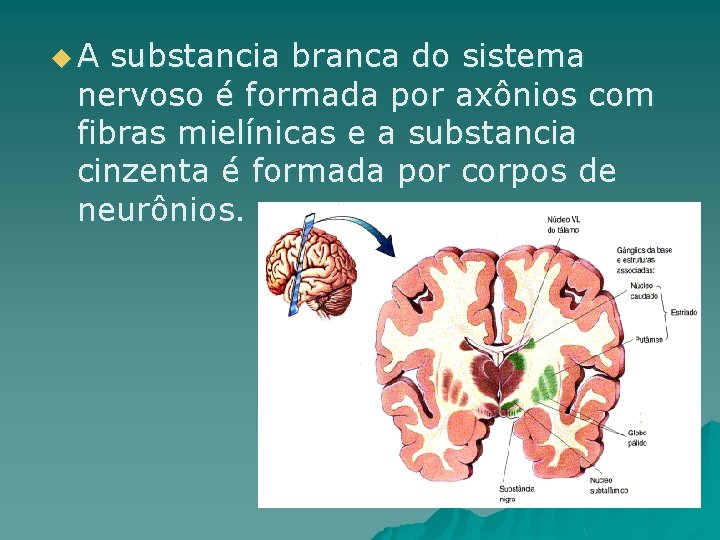 u. A substancia branca do sistema nervoso é formada por axônios com fibras mielínicas