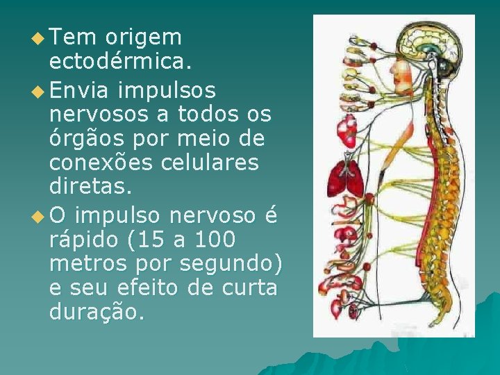 u Tem origem ectodérmica. u Envia impulsos nervosos a todos os órgãos por meio